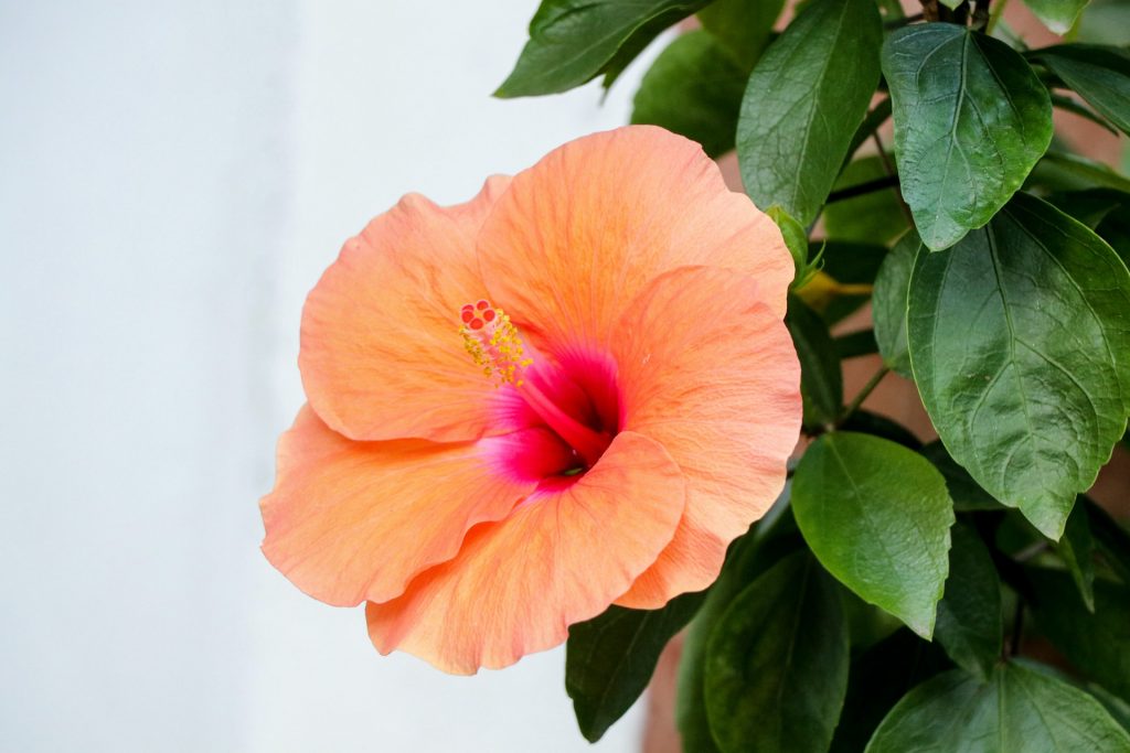 entretien d un hibiscus