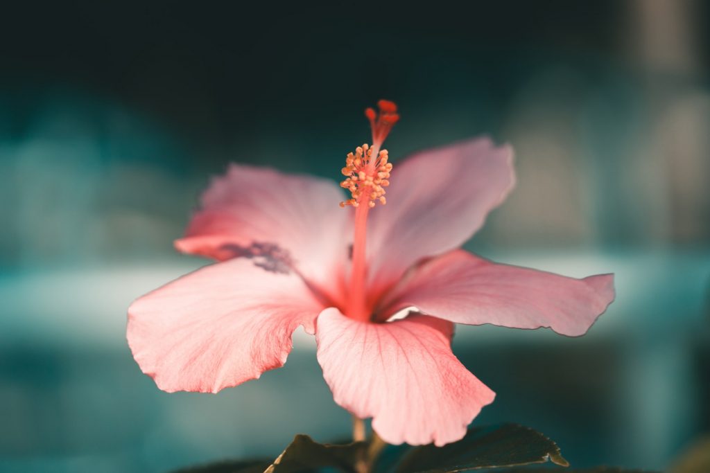 hibiscus interieur ou exterieur