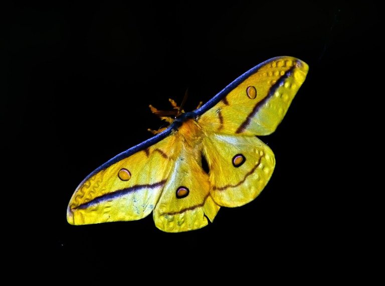 comment se debarrasser des papillons de nuit