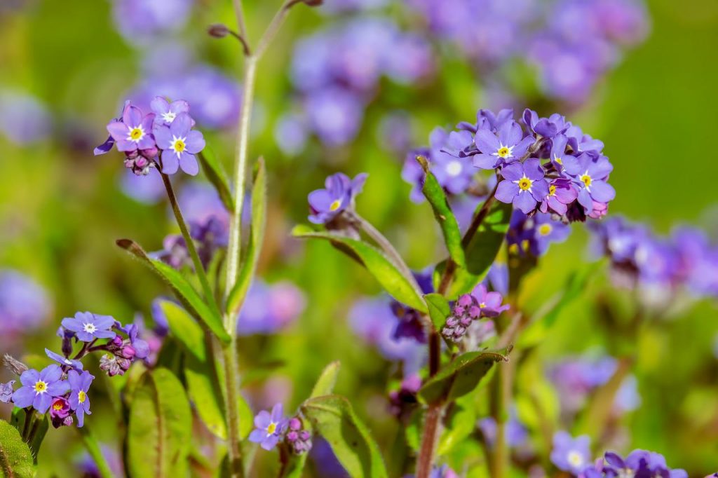 Myosotis