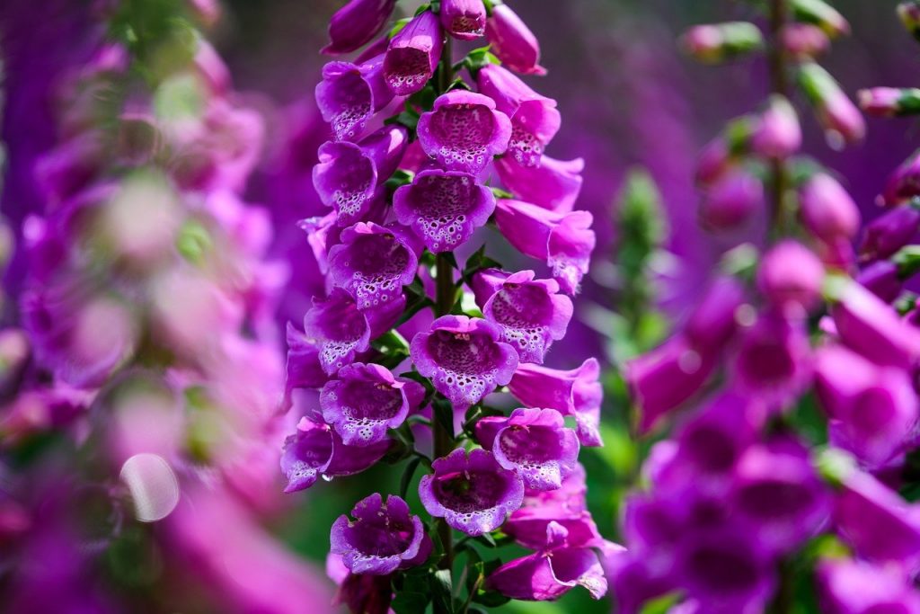 digitalis
