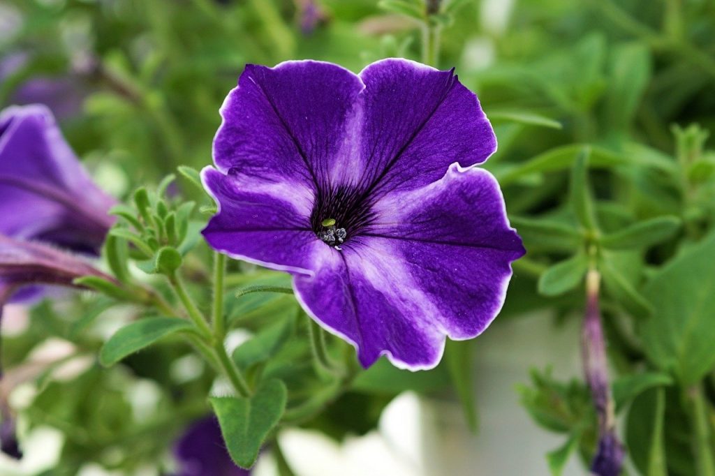 petunia