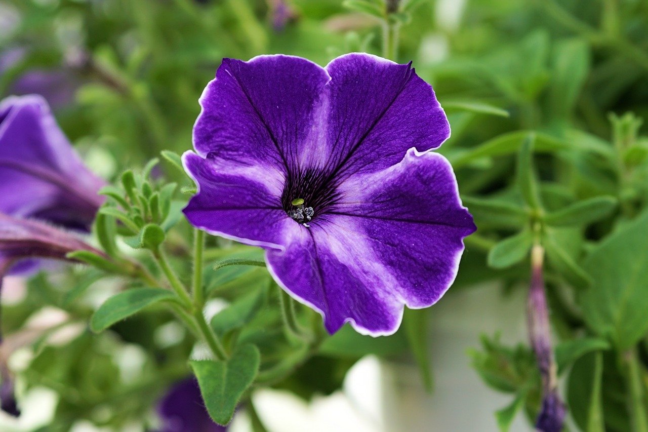 10 fleurs violettes pour son jardin - La Maison Parfaite