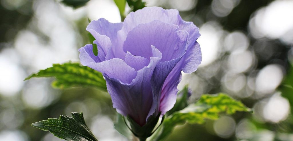 rose violette