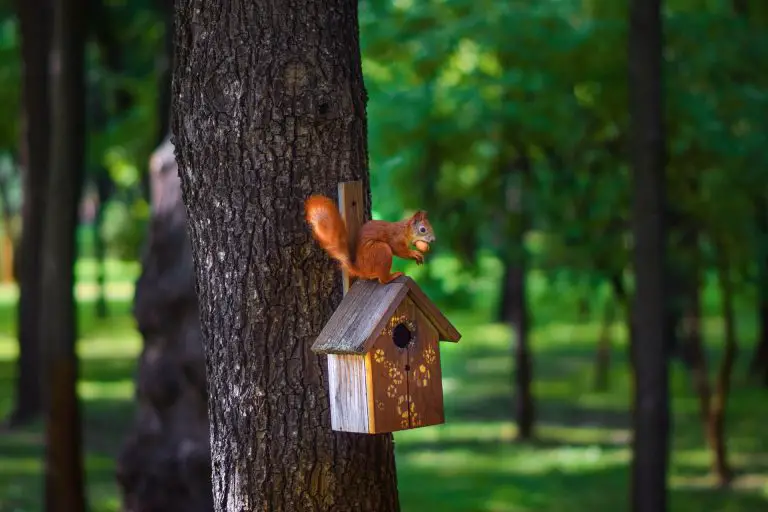 comment construire une cabane à écureuils