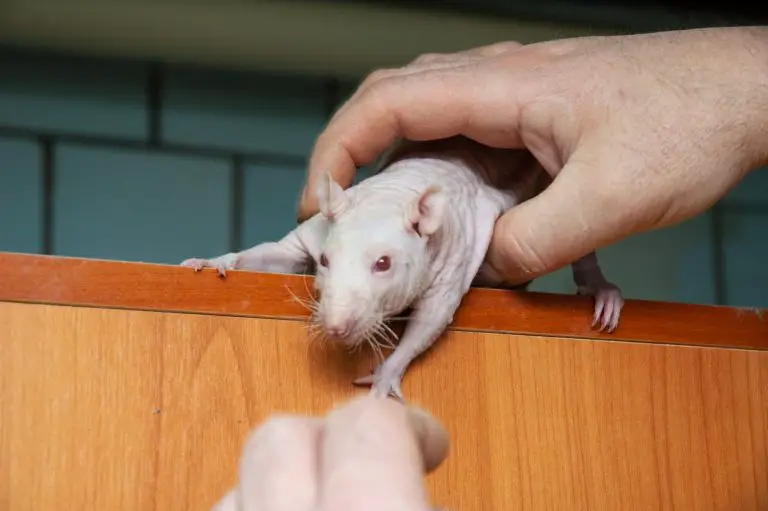 Comment reconnaitre des crottes de rat dans sa maison