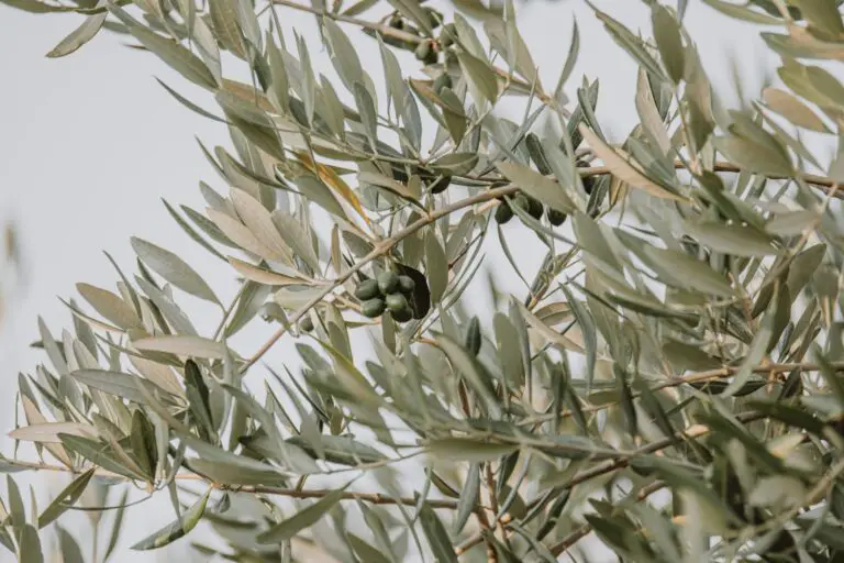 symptomes d'un olivier trop arrosé