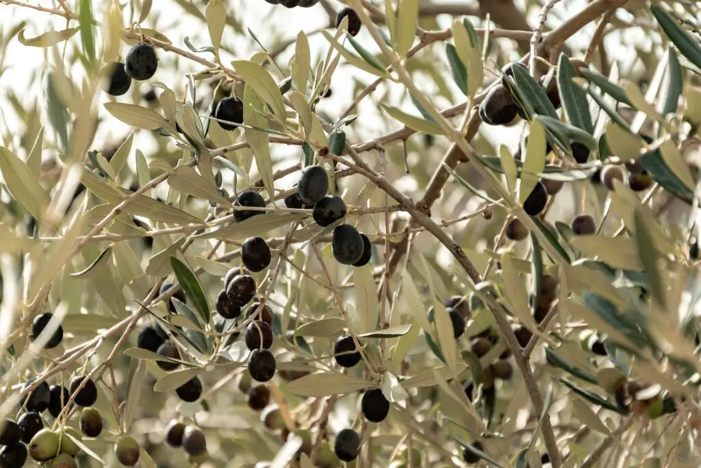 olivier trop arrosé