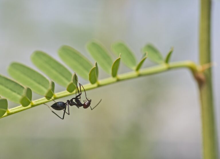 Se débarrasser des fourmis dans le jardin avec un anti-fourmis naturel