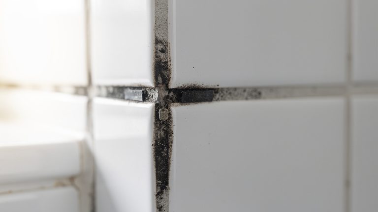 Joints de douche noircis : 5 méthodes pour retrouver des joints blancs rapidement
